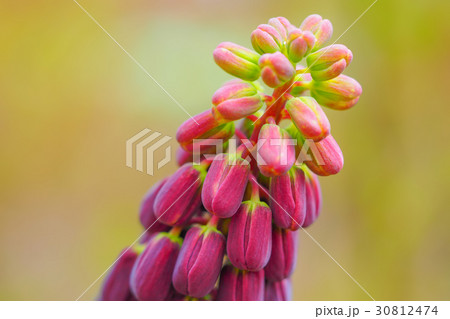 フリチラリア ペルシカ-Fritillaria persica フリチラリア ペルシカ-Fritillaria persica 30812474