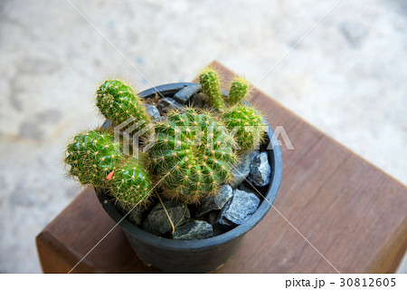 Cactus 30812605