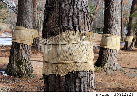 こも巻き 30812823