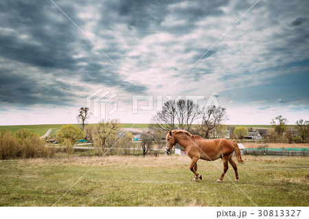 Red Horse Grazing On Green Grass In Spring Meadow 30813327