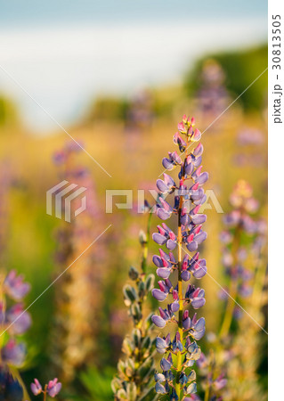Wild Flowers Lupine In Summer Field Meadow. Close Wild Flowers Lupine In Summer Field Meadow. Close 30813505