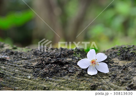 花 フラワー お花 30813630
