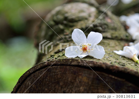 植物 工場 プランツ 30813631