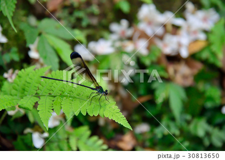 昆虫 虫 蟲 30813650