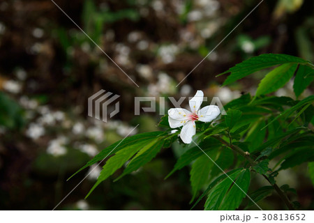 植物 工場 プランツ 30813652