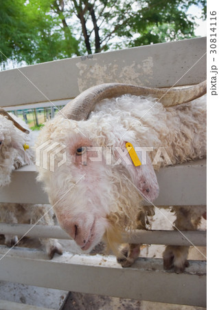 sheep in the zoo 30814116