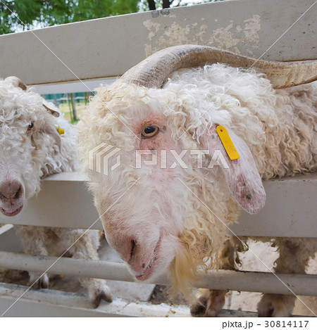 sheep in the zoo 30814117