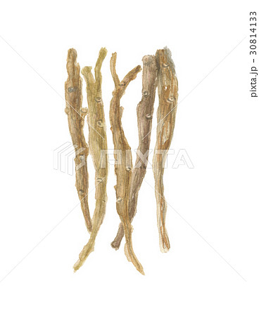 黄芩 オウゴン 黄芩 オウゴン 30814133