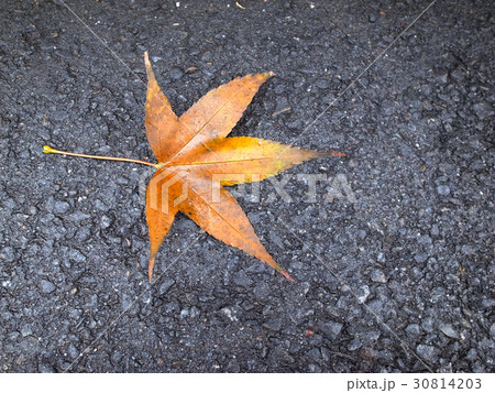 Maple leaf on asphalt road.  30814203