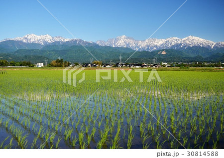残雪の北アルプスを背景に稲が植わった田んぼ 残雪の北アルプスを背景に稲が植わった田んぼ 30814588