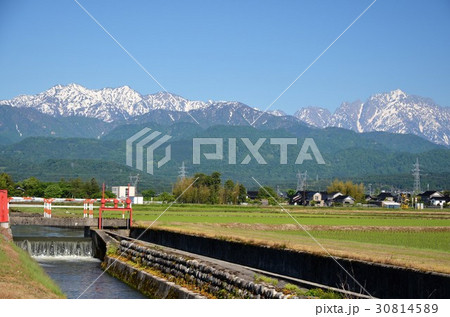 残雪の北アルプスを背景に田植えの終わった田んぼ 残雪の北アルプスを背景に田植えの終わった田んぼ 30814589