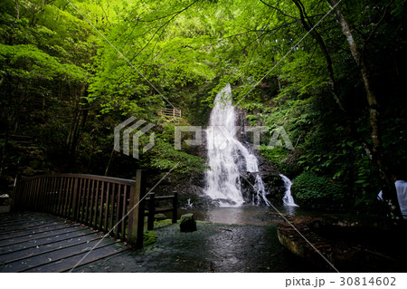 秋芳白糸の滝 30814602