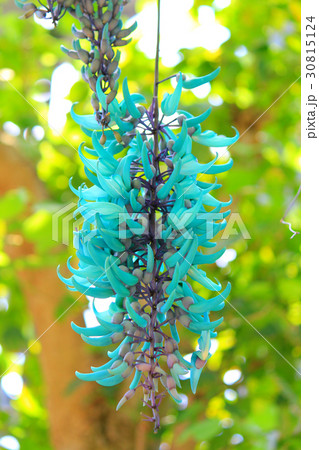 ヒスイカズラトロピカルフラワー 30815124