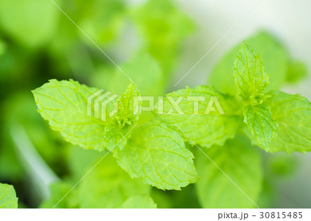 ペパーミント ペパーミント 30815485