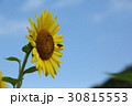 ひまわり 30815553