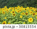 ひまわり畑 30815554