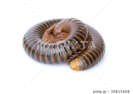 Image of a millipede on white background. Image of a millipede on white background. 30815608