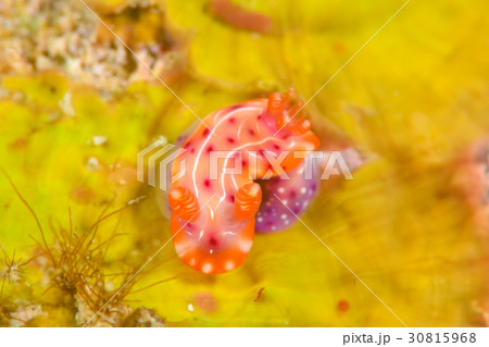 ウミウシ ウミウシ 30815968