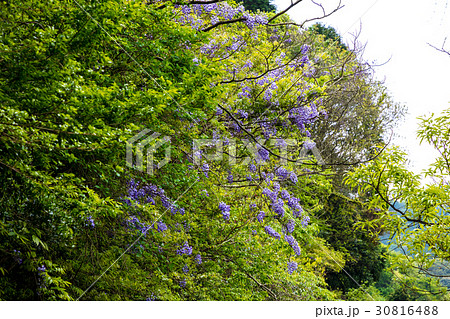 ヤマフジ 30816488