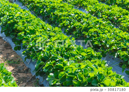 strawberry plant agriculture industry 30817180