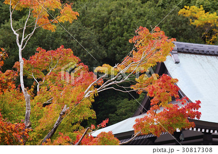 紅葉 30817308