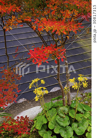 ツワブキ ツワブキ 30817315