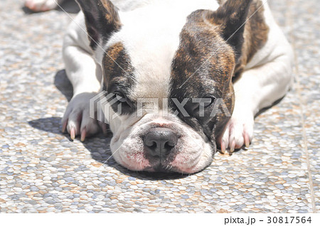 lie down French bulldog lie down French bulldog 30817564
