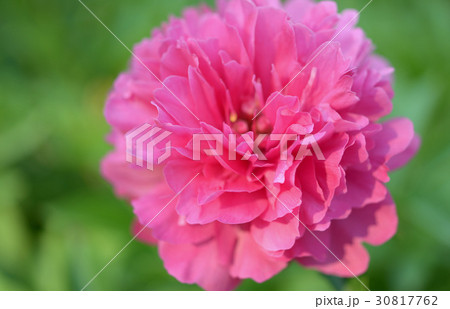 しゃくやく 30817762