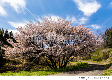 牛神桜 30817773