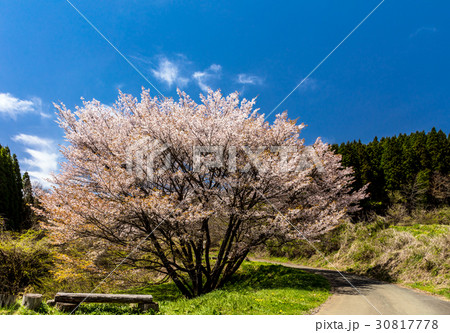 牛神桜 30817778