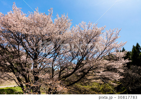 牛神桜 牛神桜 30817783