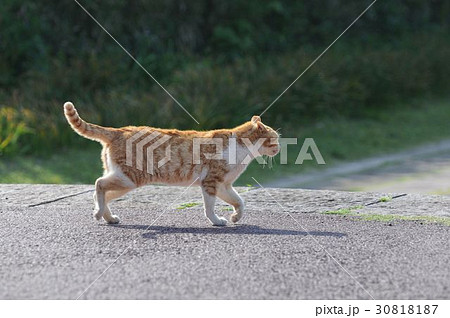 散歩しているノラ猫 散歩しているノラ猫 30818187