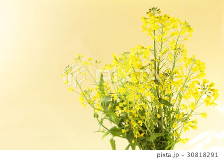 菜の花 菜の花 30818291