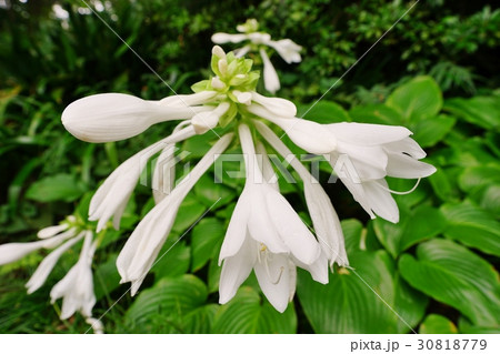 マルバタマノカンザシ 30818779