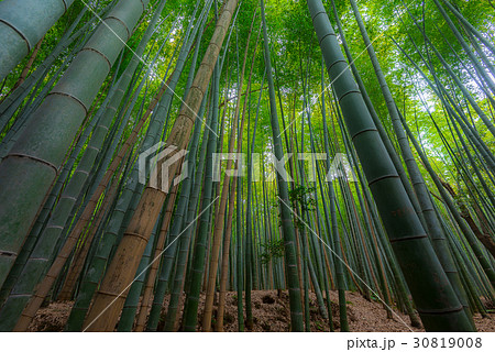Arashiyama in Kyoto, Japan 30819008