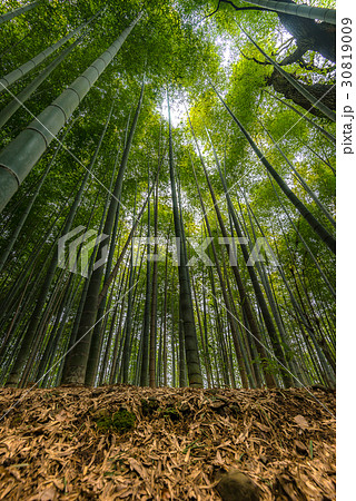 Arashiyama in Kyoto, Japan 30819009
