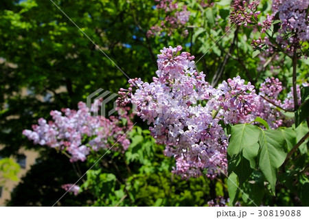 咲き誇るライラックの花 30819088
