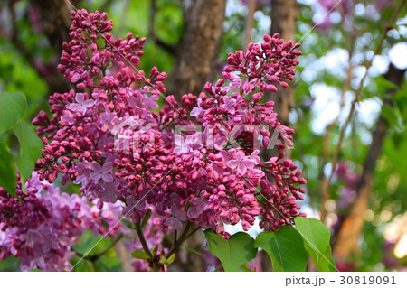 咲き誇るライラックの花 30819091