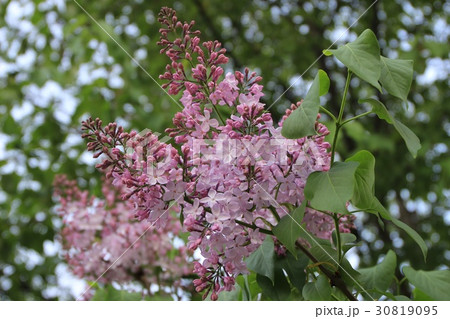 咲き誇るライラックの花 30819095