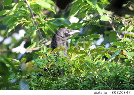 カラスの雛 30820347