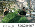 上海動物園で食事中のパンダ　５ 30820407