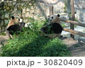 上海動物園で食事中のパンダ　６ 30820409