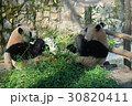 上海動物園で食事中のパンダ　７ 30820411