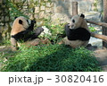 上海動物園で食事中のパンダ　９ 30820416