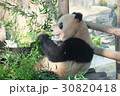上海動物園で食事中のパンダ　１０ 30820418