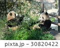 上海動物園で食事中のパンダ　１２ 30820422