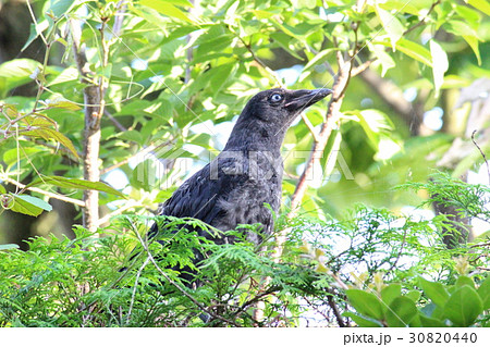 カラスの雛 30820440