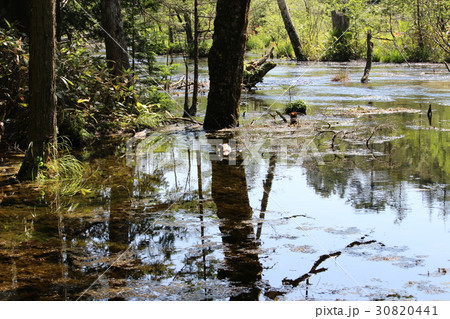 上高地の鴨 上高地の鴨 30820441