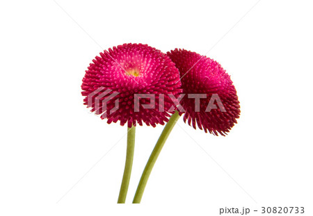 marguerite isolated 30820733