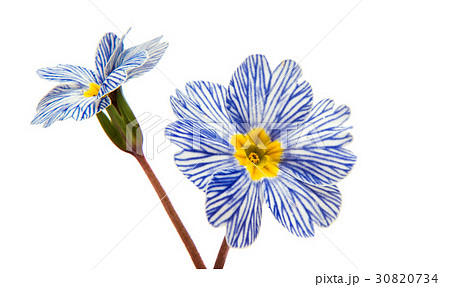 Primrose flower isolated 30820734